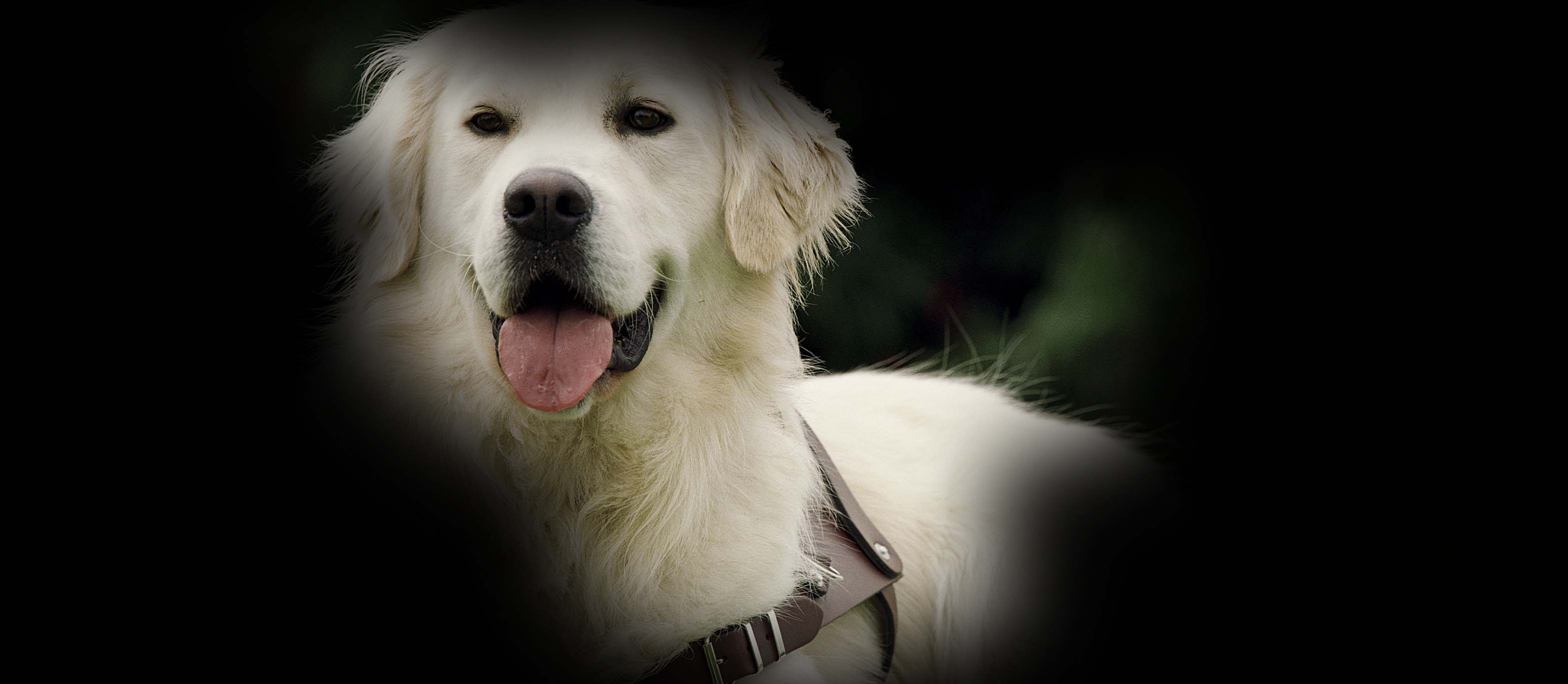 World Glaucoma Week  2021 preview image