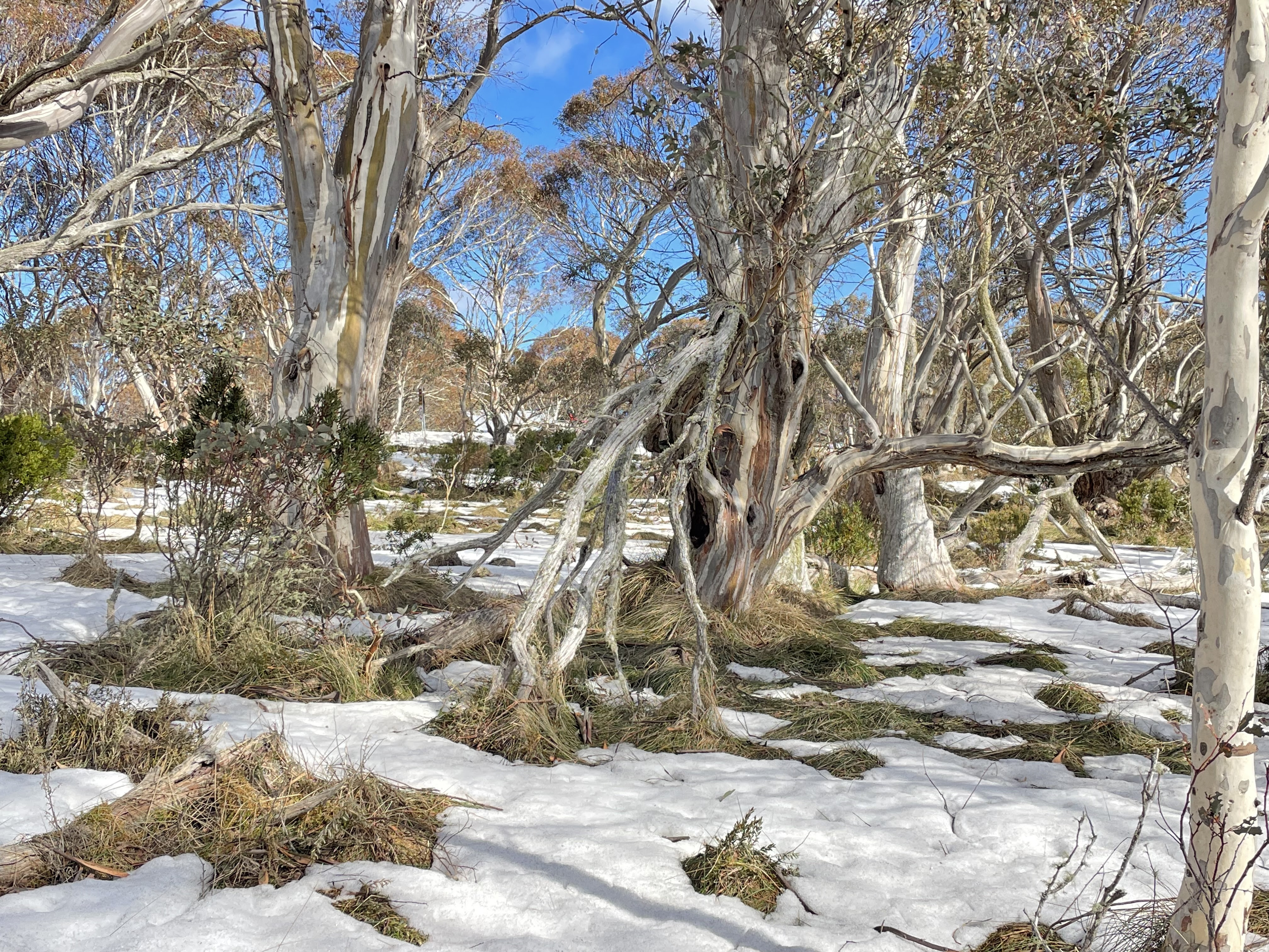 Snow gums forest