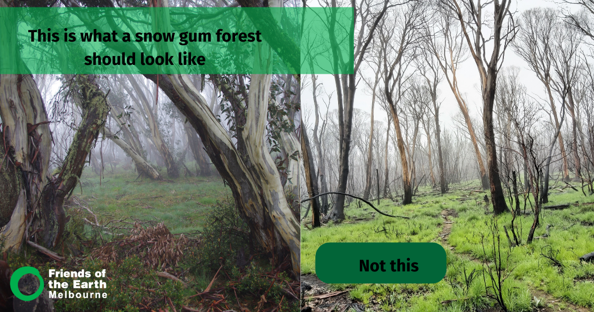 snow_gum_comparison.png