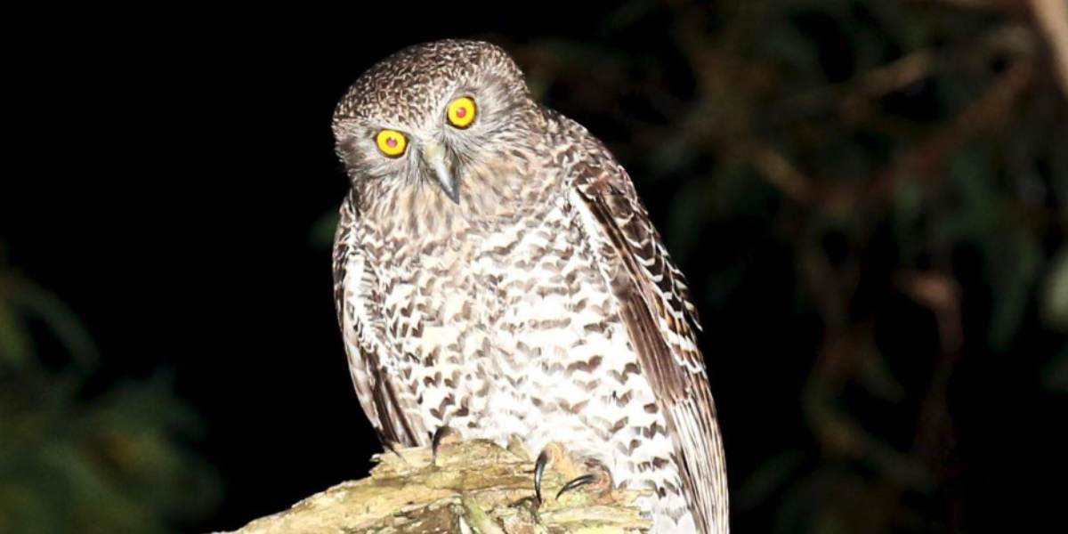 Powerful owl photo by Bill Blomeley