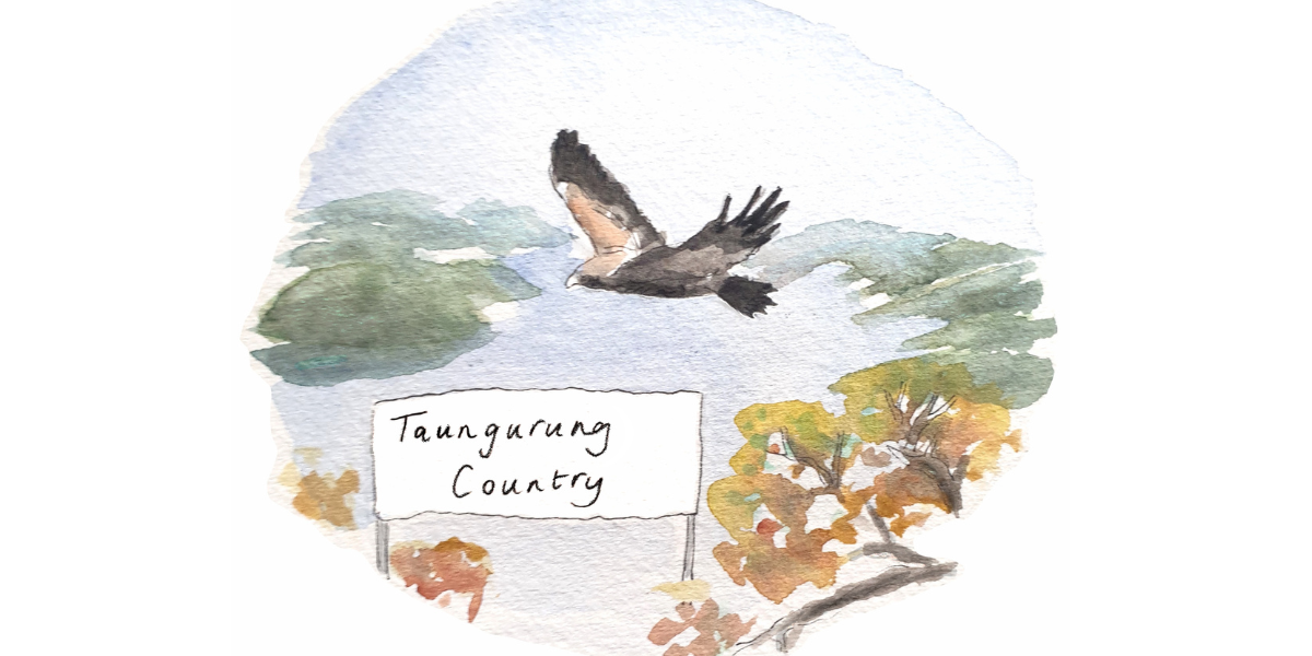 Taungurung country eagle Taungurung country eagle