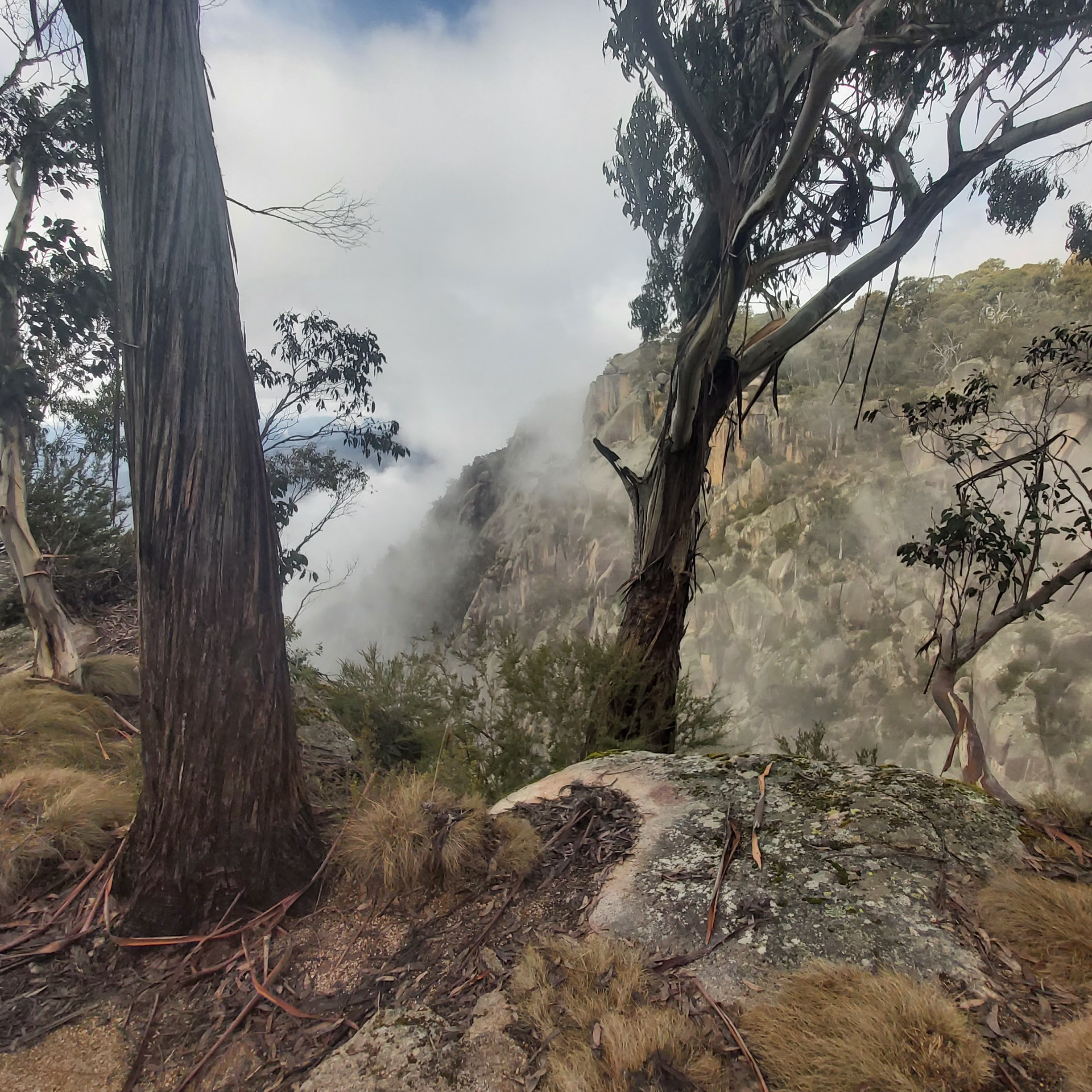 Buffalo plateau forest Buffalo plateau forest