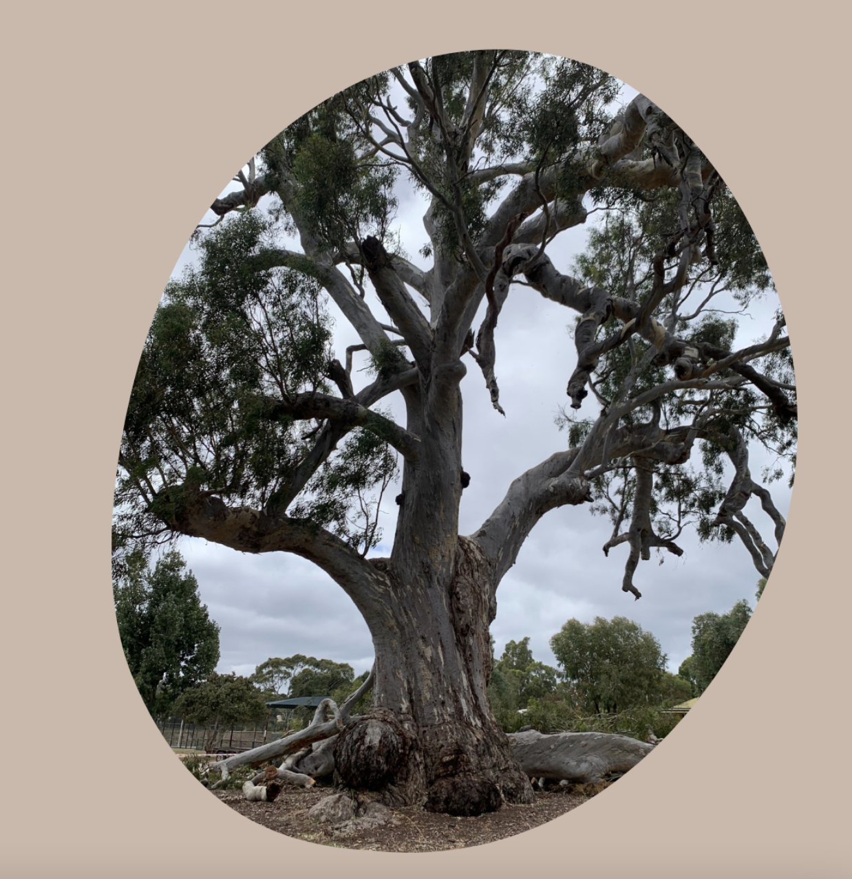 Guildford Biyal big tree