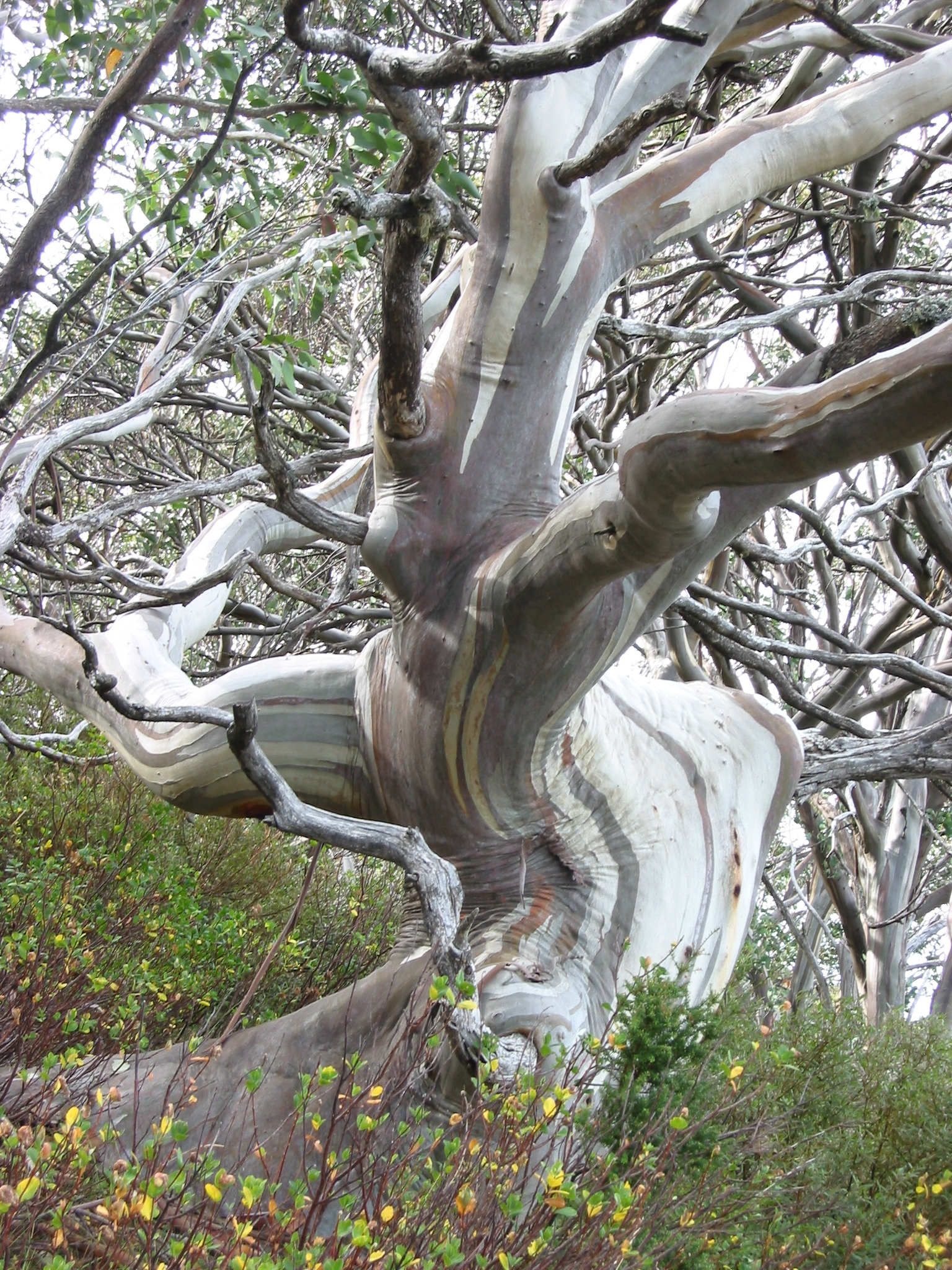 Snowgum_14.JPG