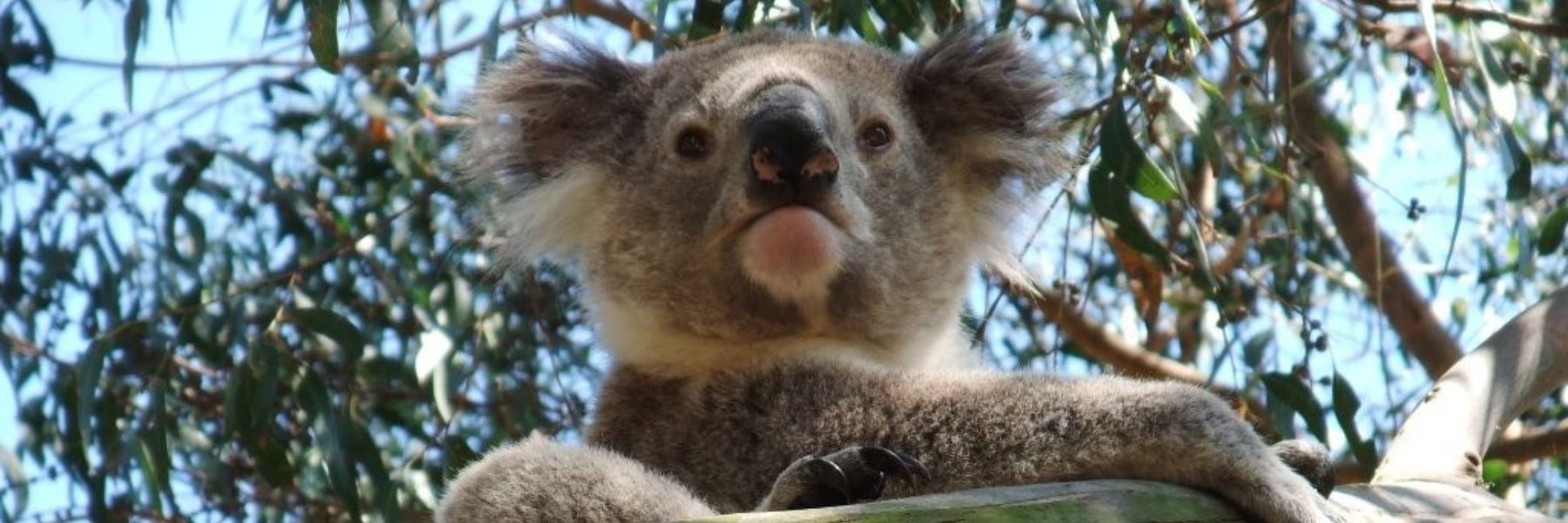Strzelecki Koala Action Team: helping to save koalas from extinction