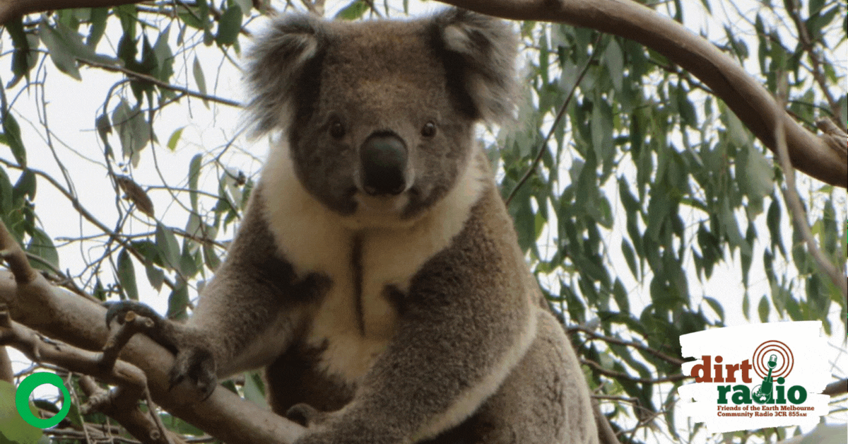 Koalas and Water Quality Friends of the Earth