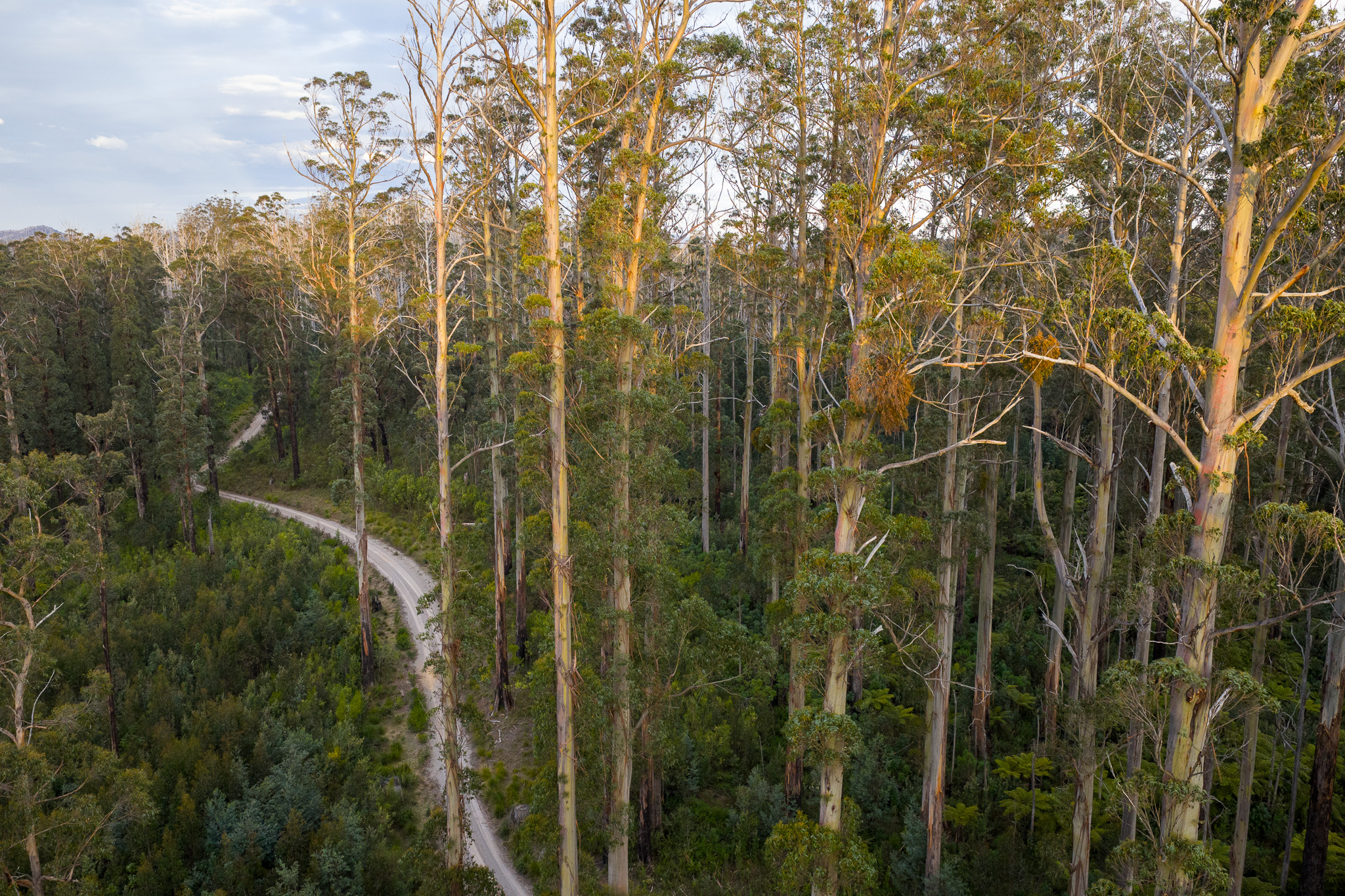 One of the last Mountain Ash stands in East Gippsland, at risk of being burnt twice in less than 10 years by FFMV. One of the last Mountain Ash stands in East Gippsland, at risk of being burnt twice in less than 10 years by FFMV.