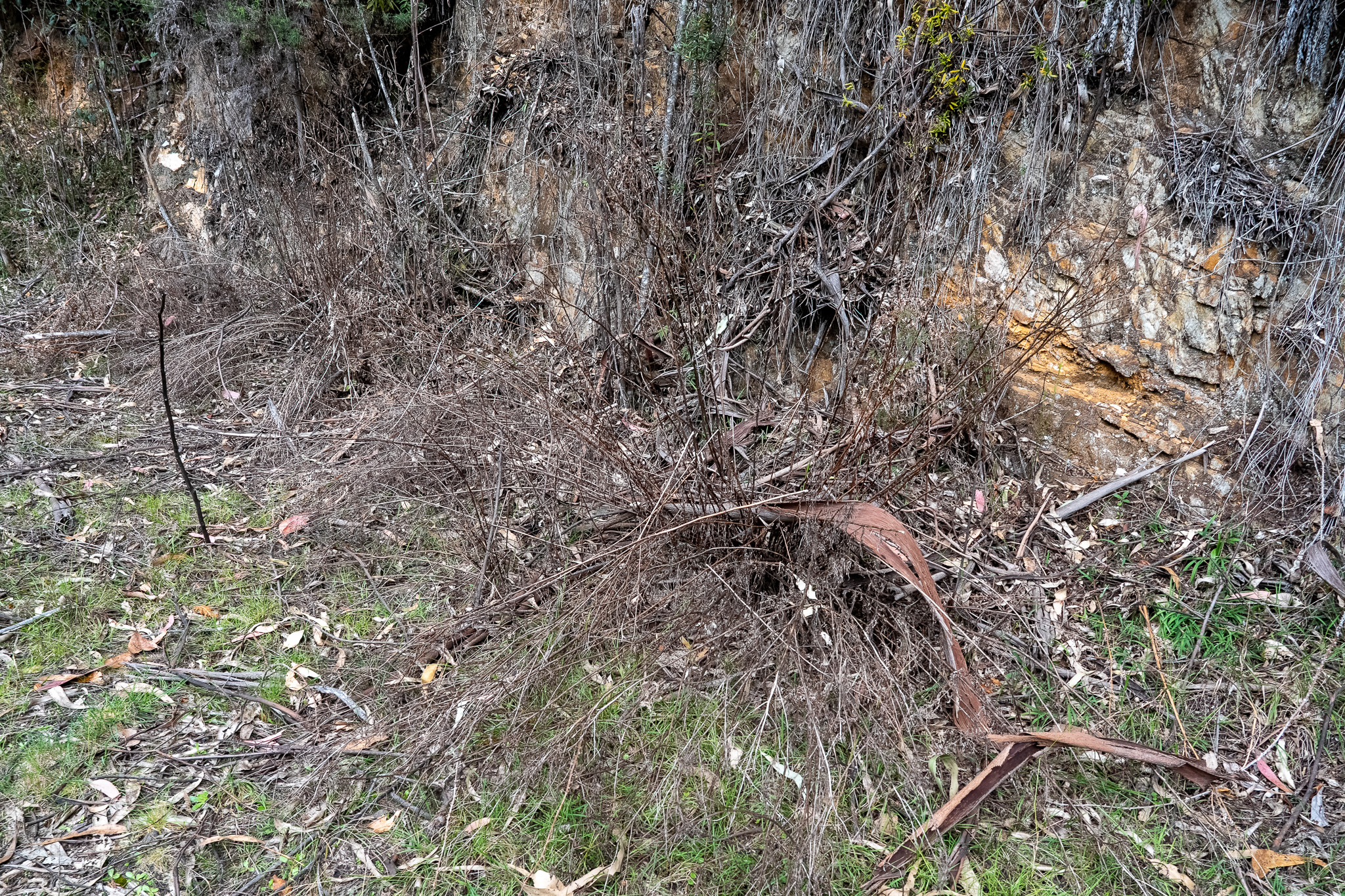 Evidence of herbicide spraying inside the breeding site Evidence of herbicide spraying inside the breeding site