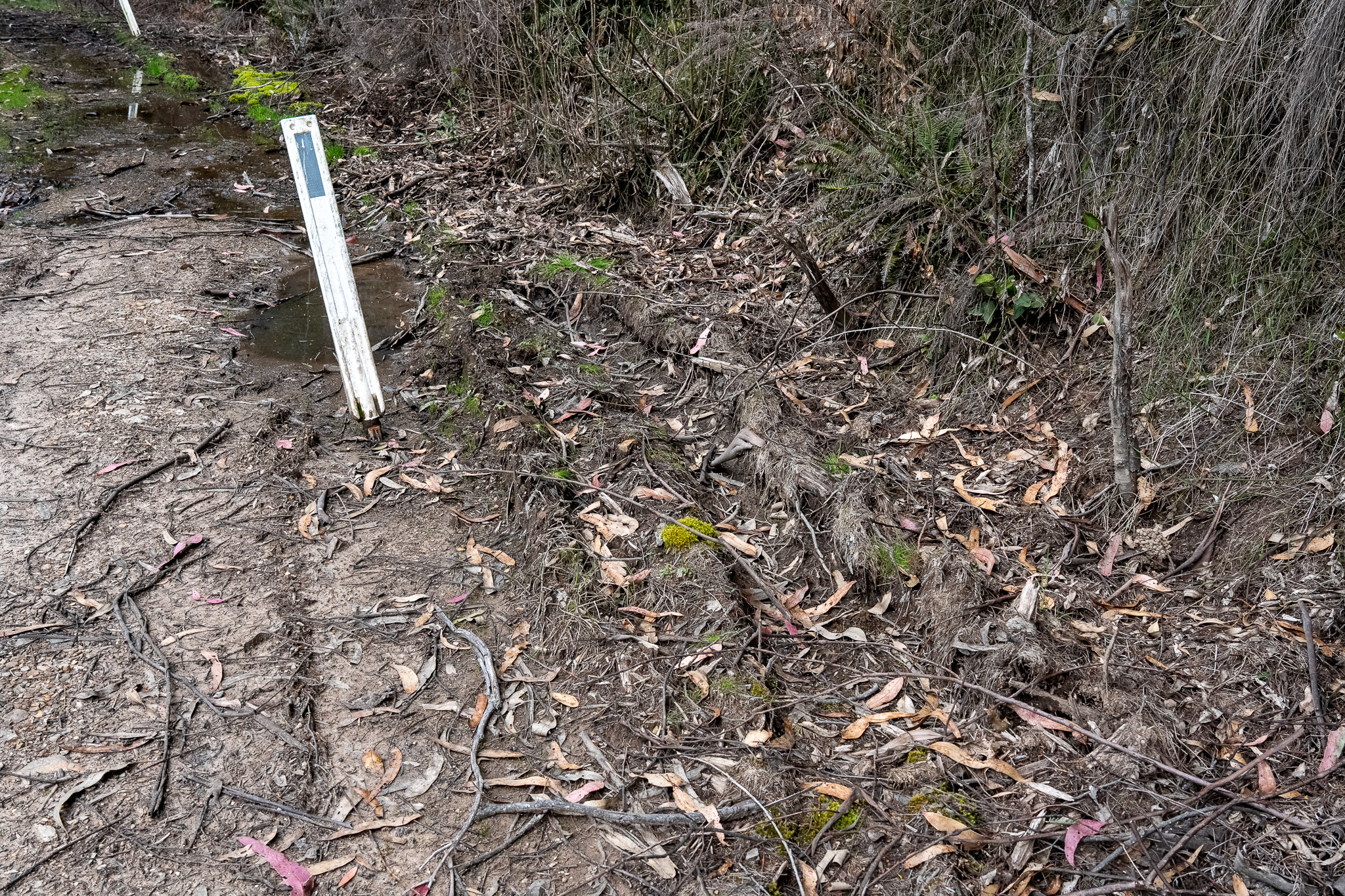 Still evidence of the damage to the breeding sites 4 months after we reported it to DEECA Still evidence of the damage to the breeding sites 4 months after we reported it to DEECA