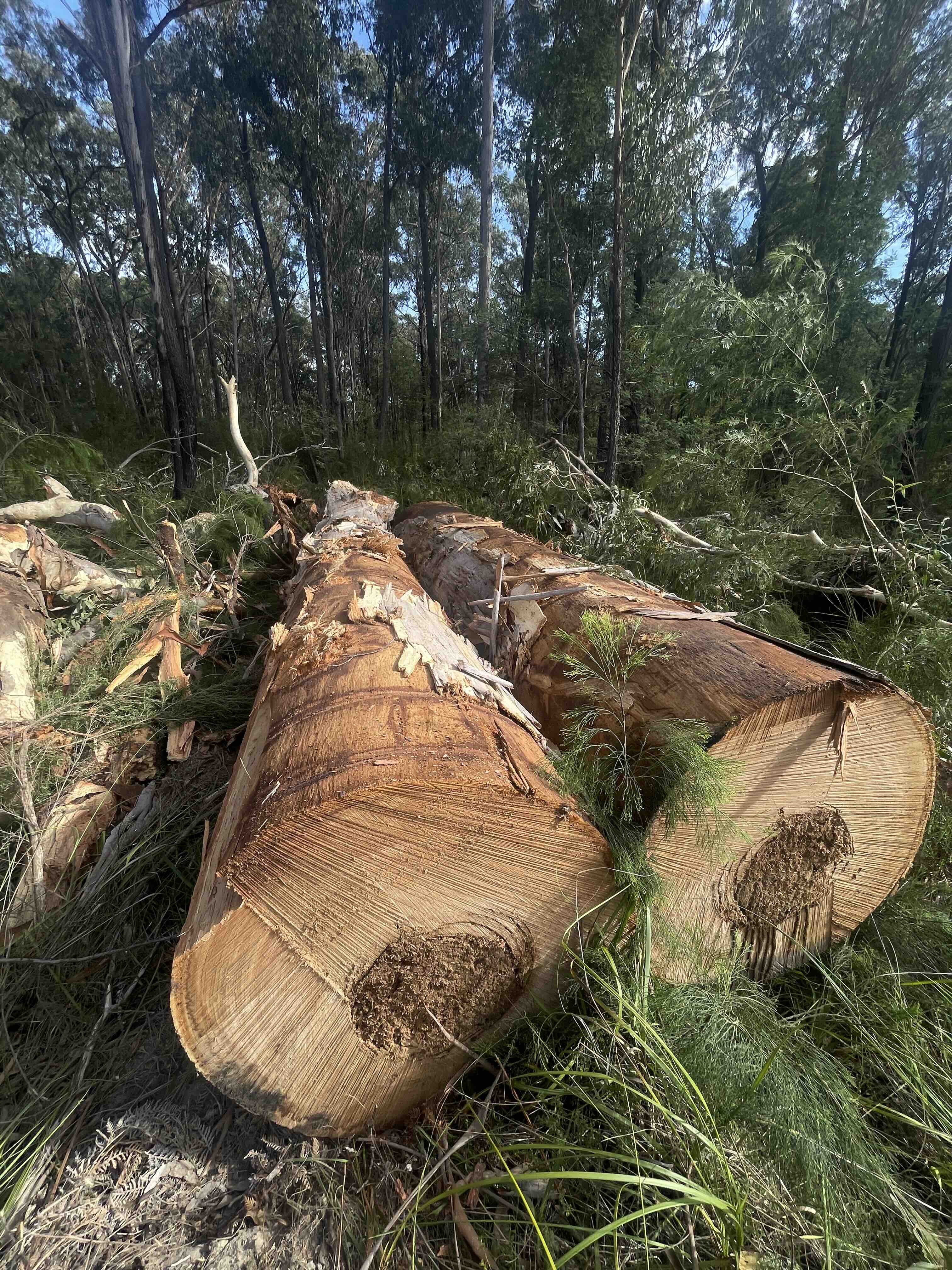 They call this fire safety, but after trees are cut, debris is left everywhere They call this fire safety, but after trees are cut, debris is left everywhere