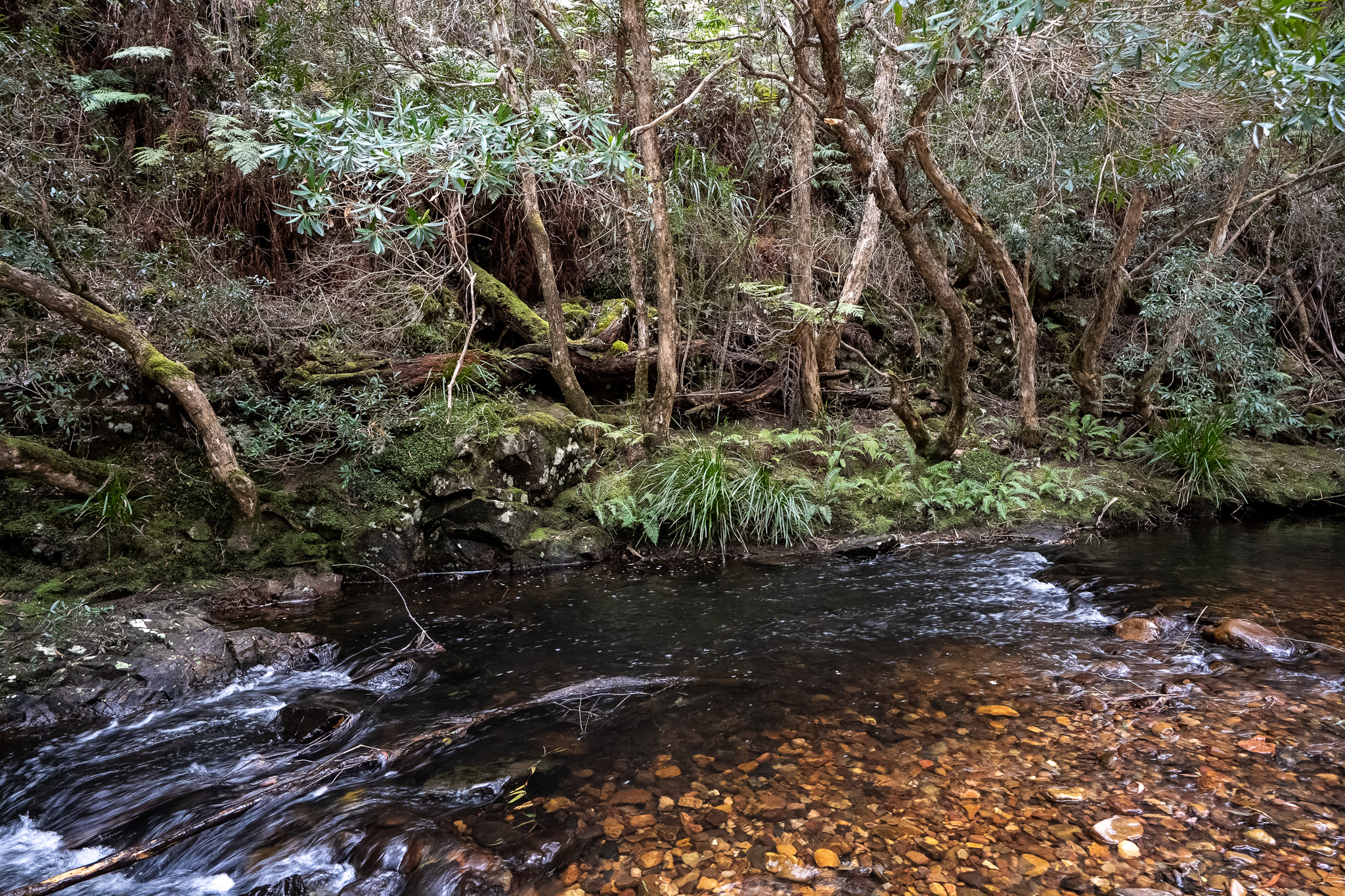 The Yalmy River, a fire-sensitive habitat inside the planned burn footprint. The Yalmy River, a fire-sensitive habitat inside the planned burn footprint.