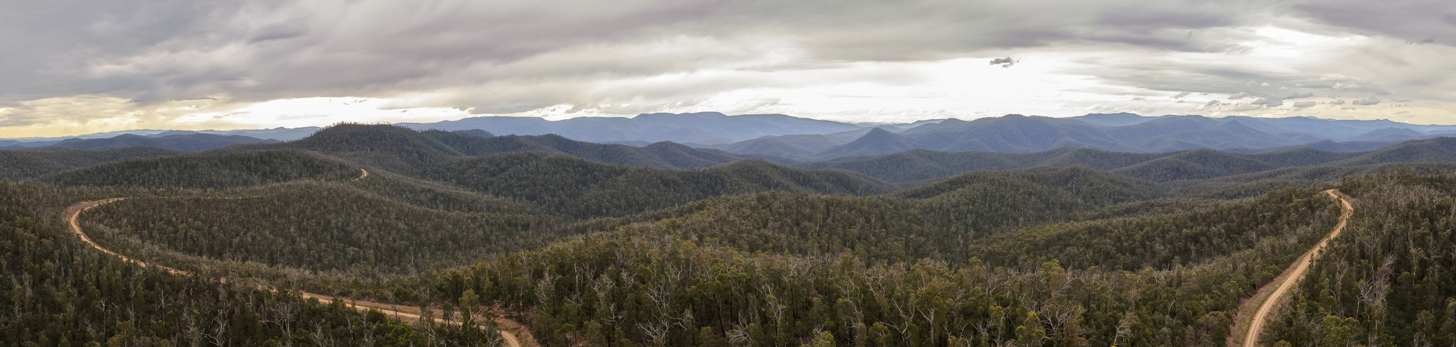 These are the forests FFMV plan to burn, with thousands of threatened species records in it. These are the forests FFMV plan to burn, with thousands of threatened species records in it.