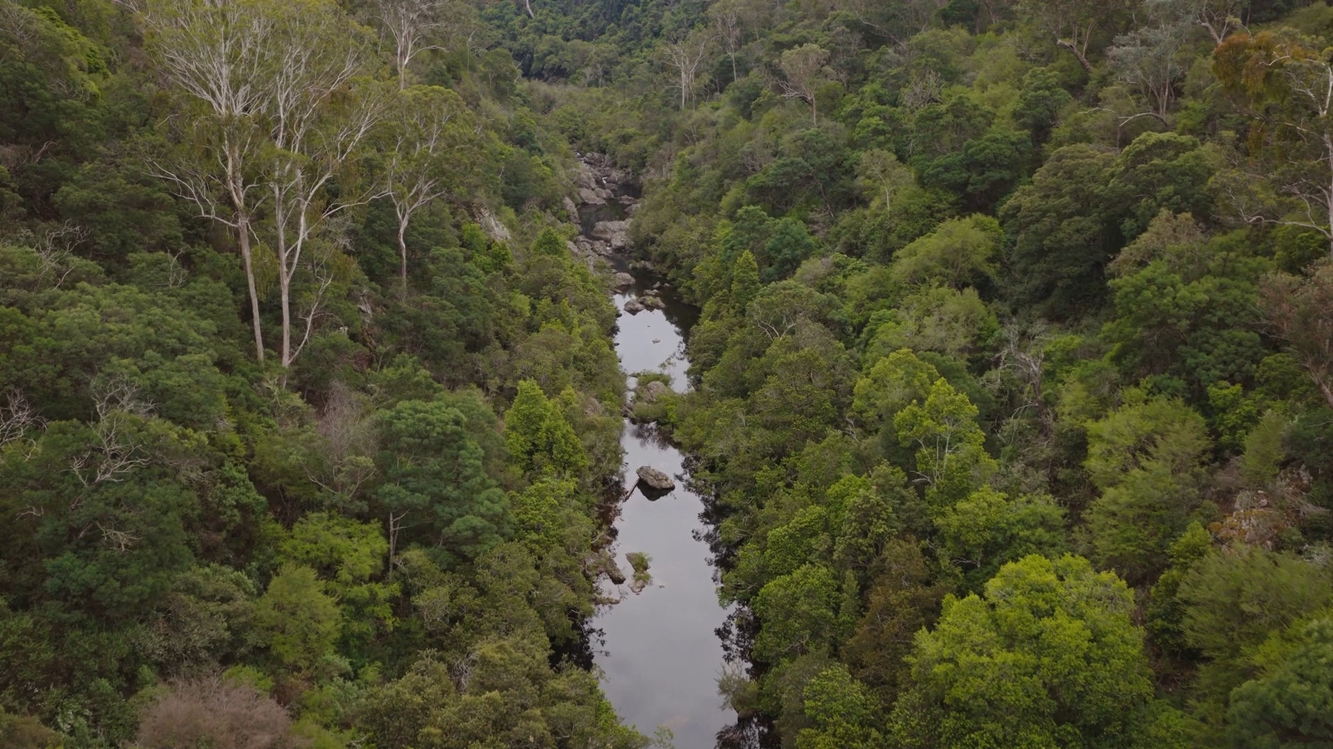 A GECO end of year reflection on East Gippsland’s forests