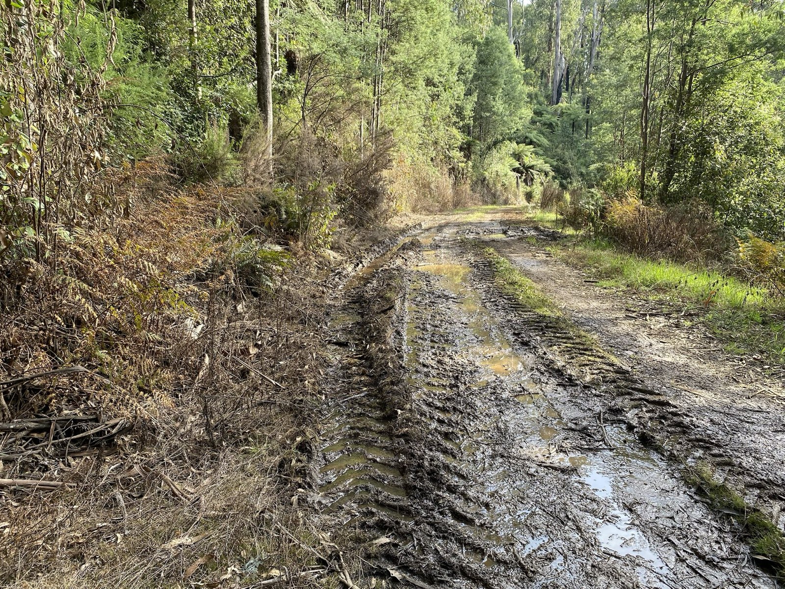 Evidence of machinery and herbicide damage on an endangered frog site by FFMV works in 2025.