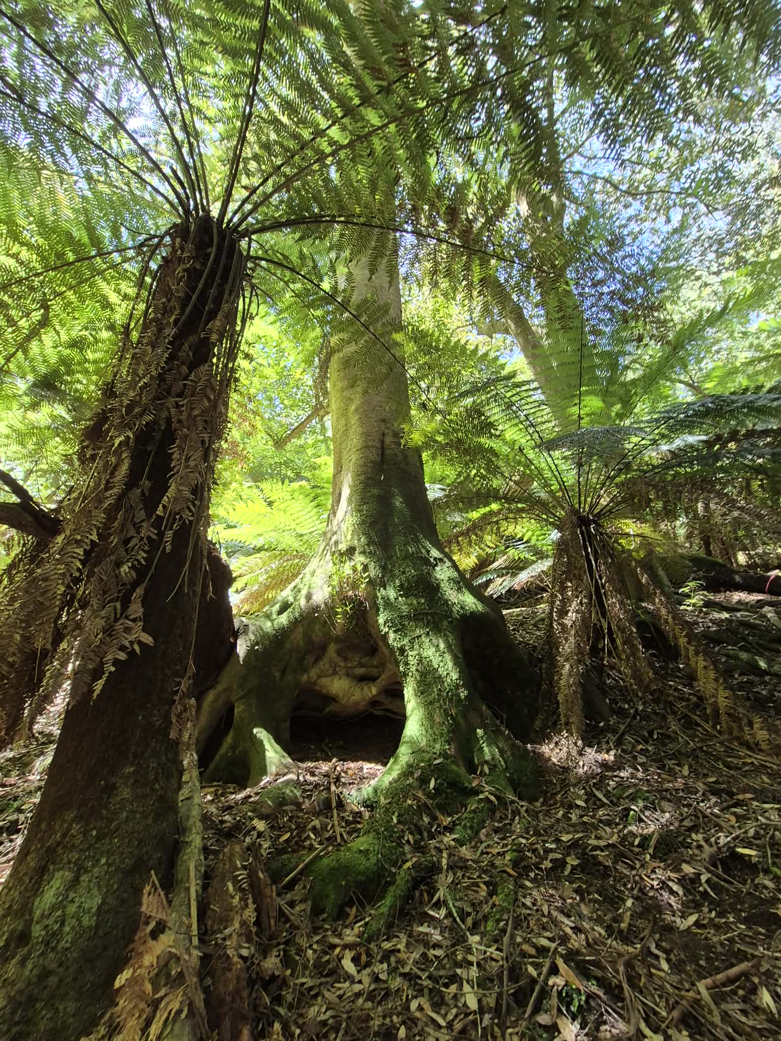 Fire-sensitive forests like rainforests are natural fire-breaks as they retain moisture