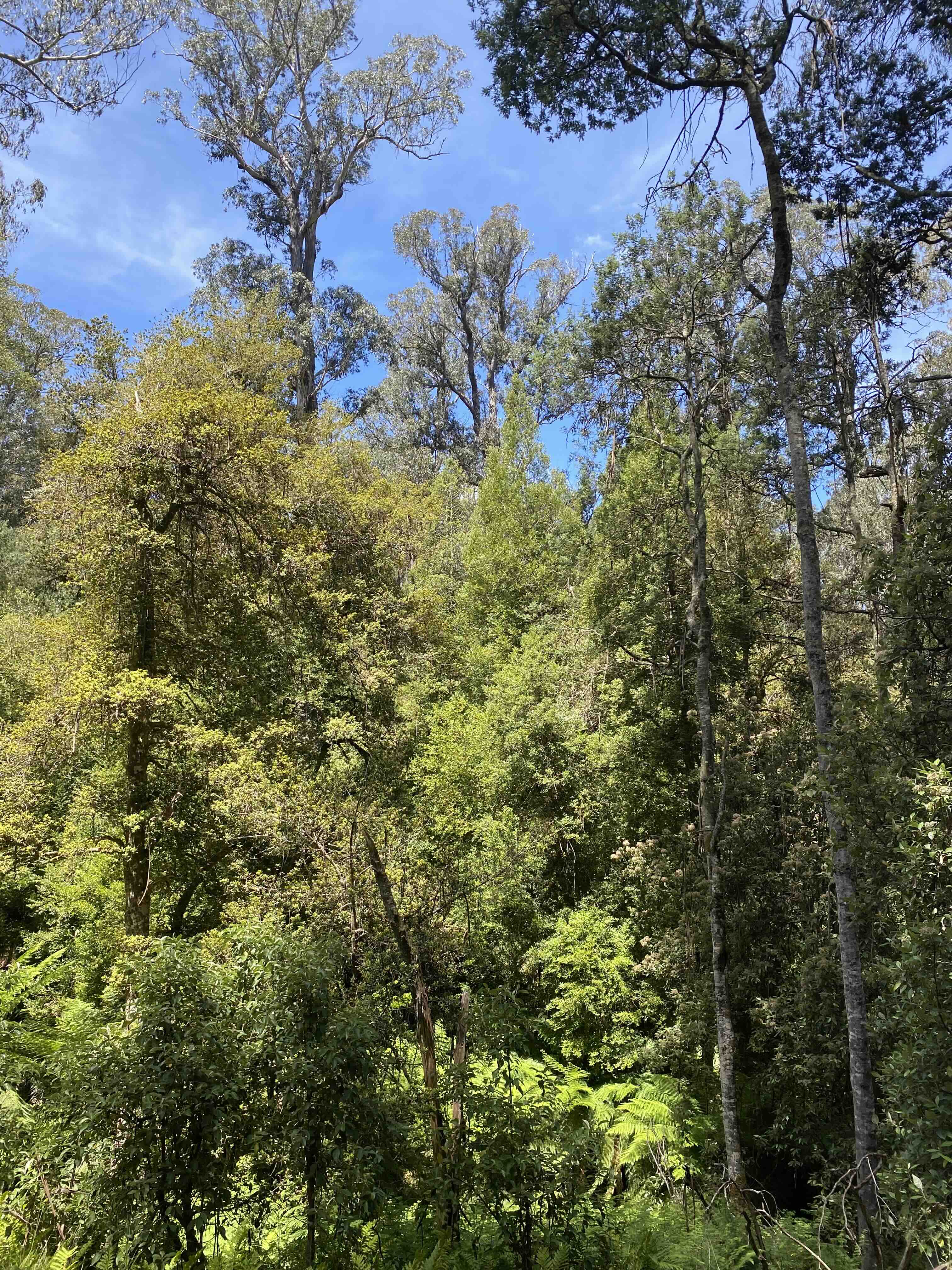 Restoring wet forests and rainforests is an essential tool to improve ecosystem resilience to climate change