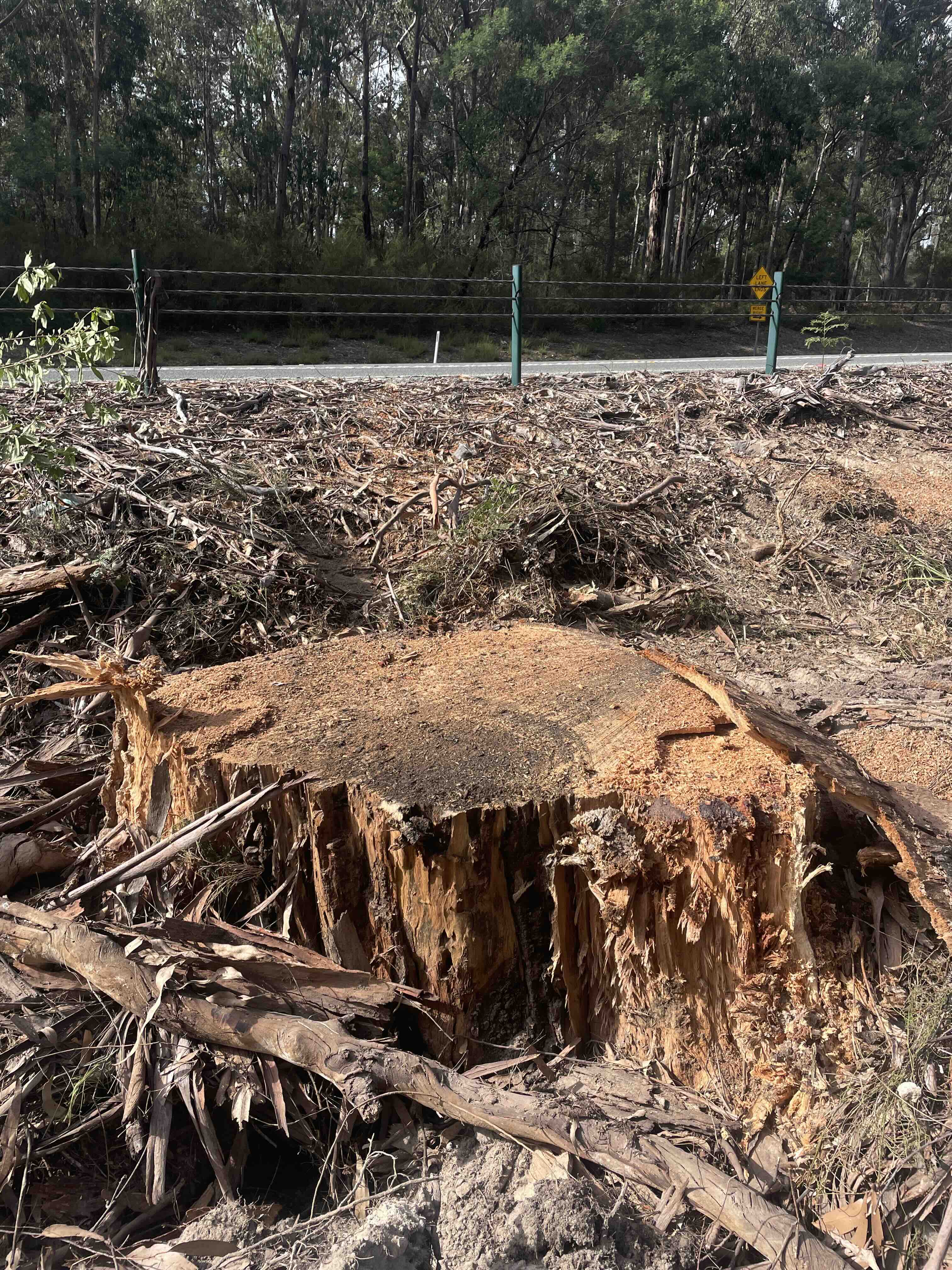 Removal of hollow-bearing trees along roadsides in East Gippsland