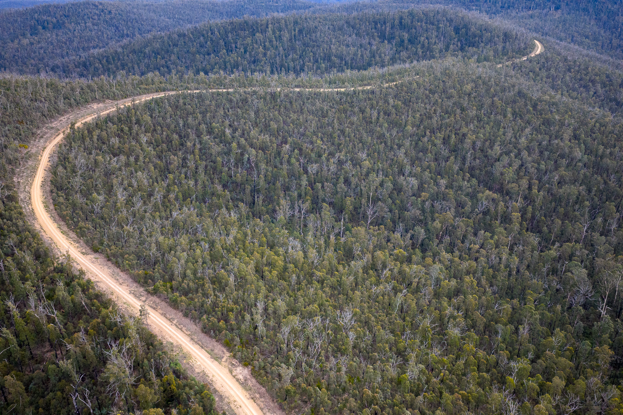 Snowy River National Park under threat