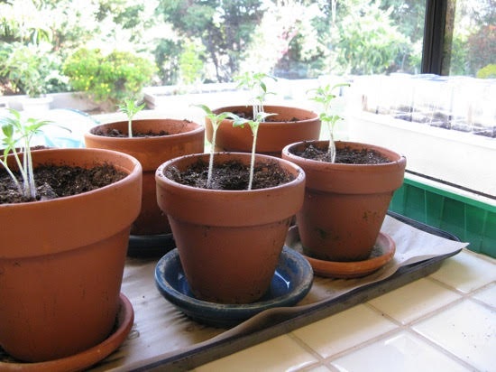 sheri_seeds_1.jpg