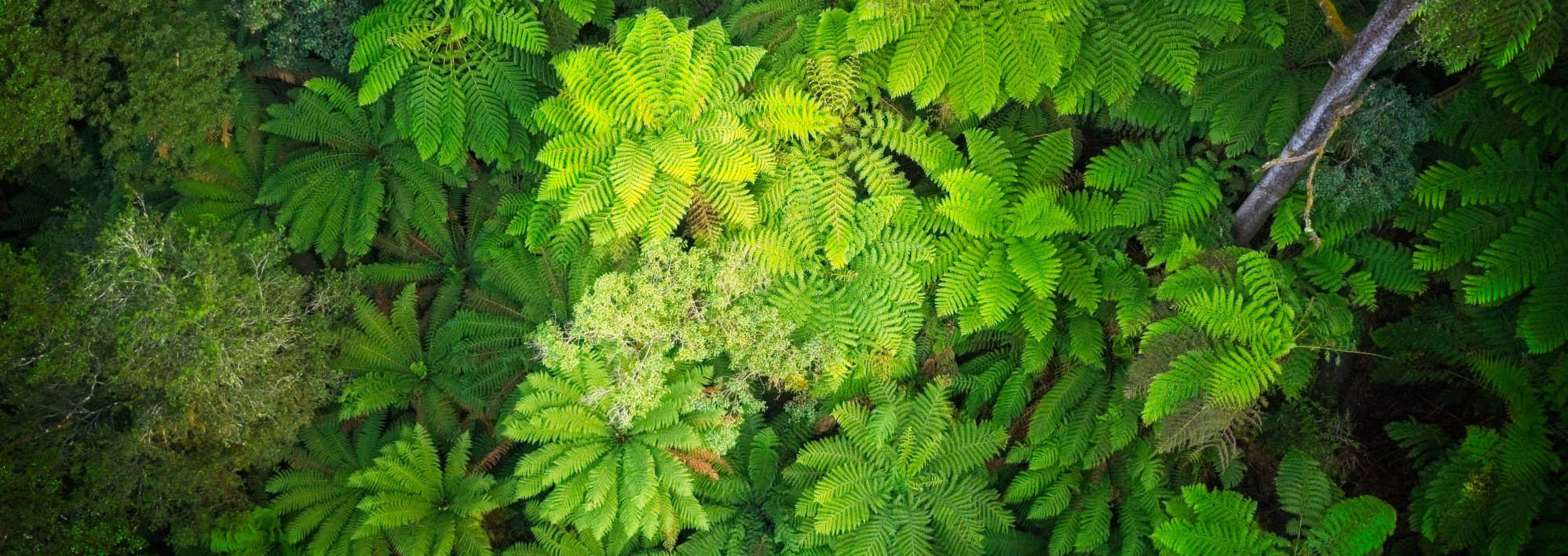 Gippsland Forest Guardians | Peoples Futures Are Entwined With The Future of Our Forests