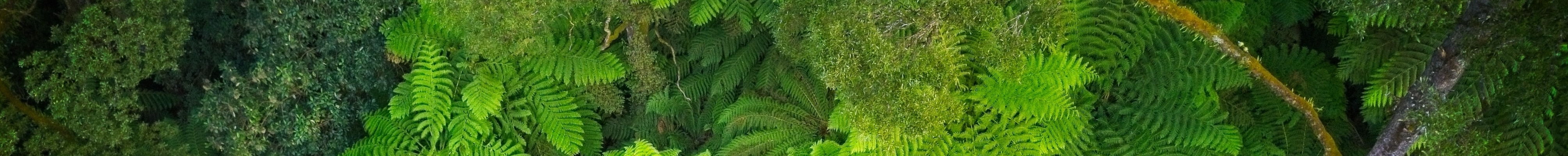 ... people's futures are entwined with the future of the forest...