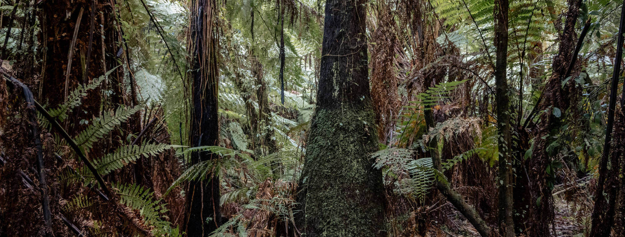 Tarwin River Rainforest Refuge | A new community led proposal for a biolink to protect Cool Temperate Rainforest and Mountain Ash forest and the extraordinary species who call these forests home.