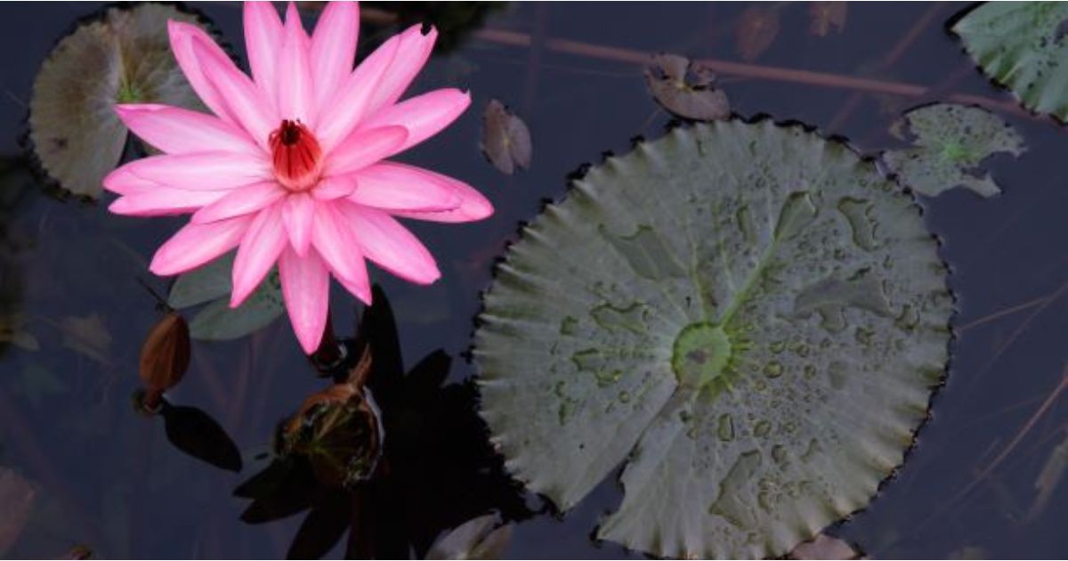 NT moves closer to VAD law