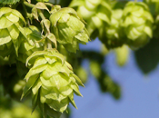 A photograph of a hop's flower.