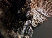 A great horned owl
