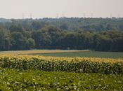 Photo of Durham agriculture