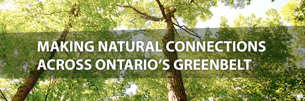 Photo - Looking upwards at the canopy of bright green deciduous trees. Text overlay - Making Natural C onnections Across Ontario's Greenbelt