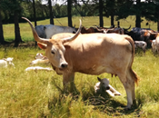 Photo of Y U Ranch longhorn cattle