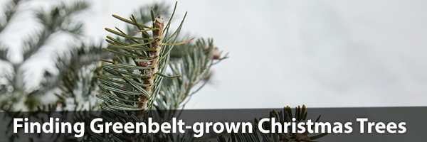 Christmas Trees with text overlay-finding Greenbelt-grown Christmas Trees