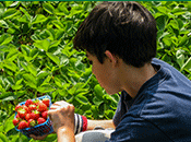 Photo - picking strawberries