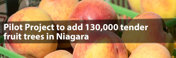 Photo – Pilot Project to add 130,000 fruit trees in Niagara!