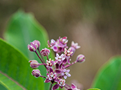 Photo - Flower in the Forks of the Credit