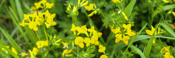yellow flowers in grass