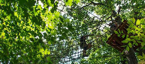TreeTOP.jpg