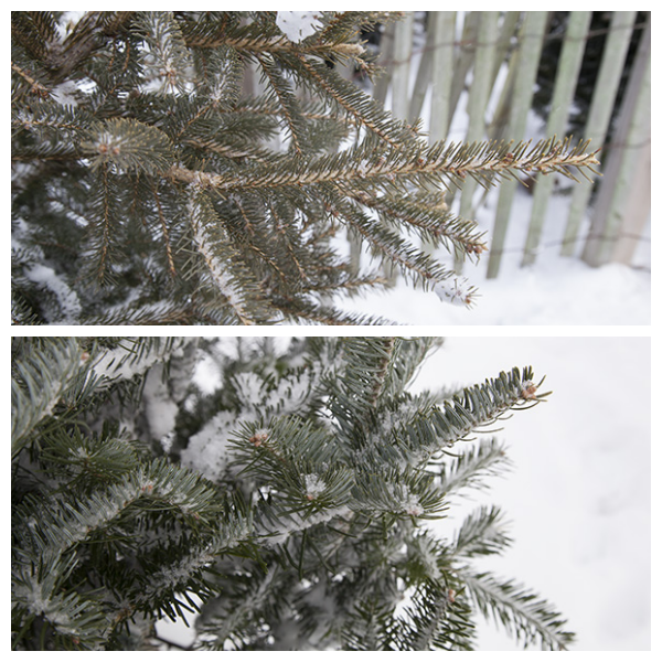 tree-collage-1.png