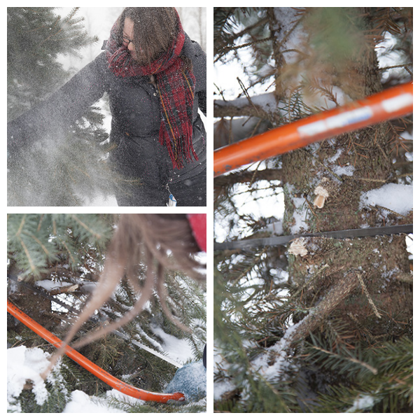 tree-collage-3.png