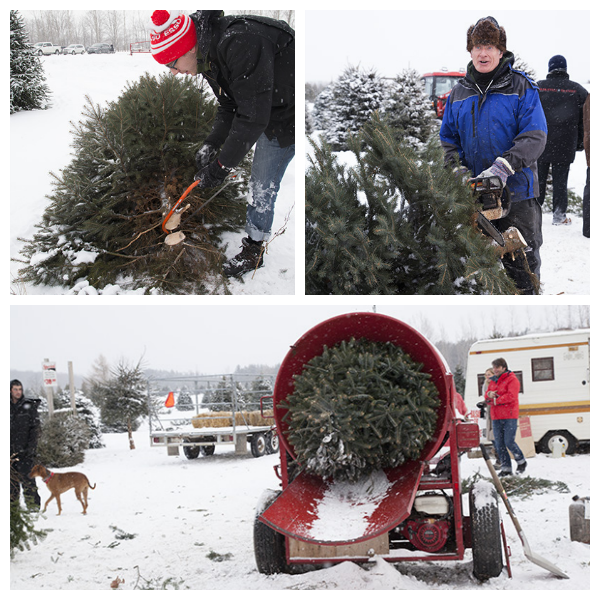 tree-collage-4.png