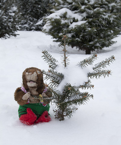 tree-4.jpg