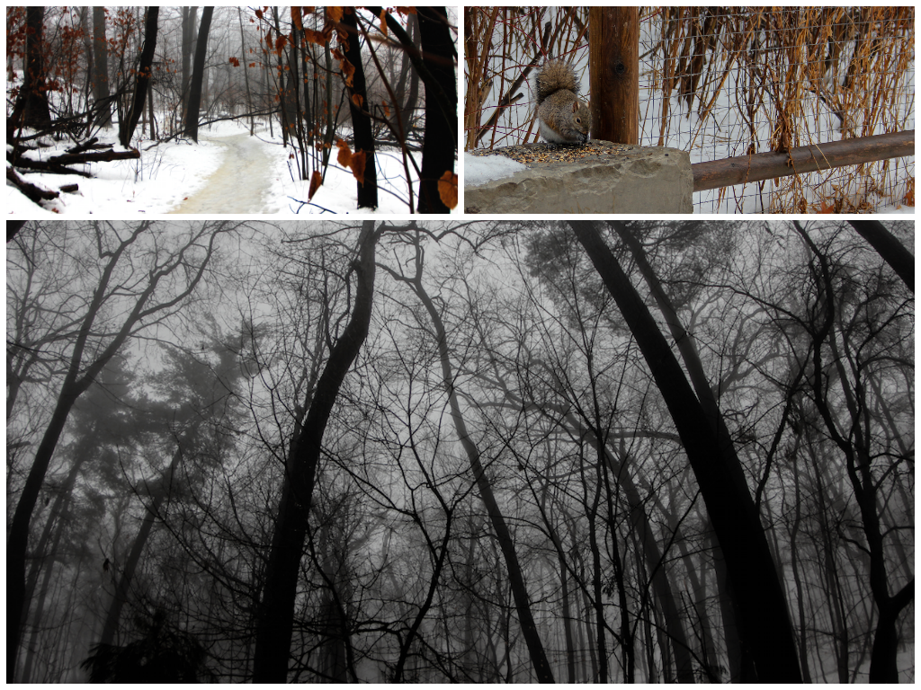 High Park Compilation of Photos