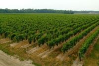 Wine Grape Replant Program