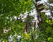 Treetop.jpg