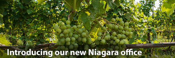 Niagara Vines Text overlay - Our New Niagara Office