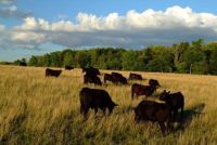 Keeping Greenbelt Farmland in Farming
