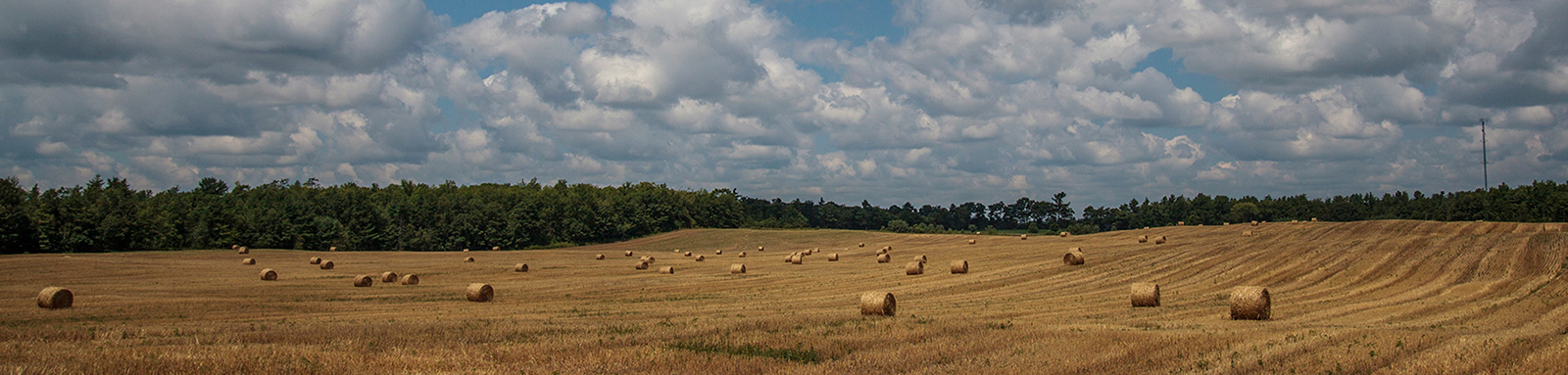 Image_4_Ganaraska-Northumberland-Forest-021.jpg