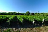 Canadian Vitis Certification Program