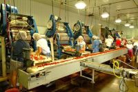 Local Food Distribution Mechanisms in Niagara and Hamilton